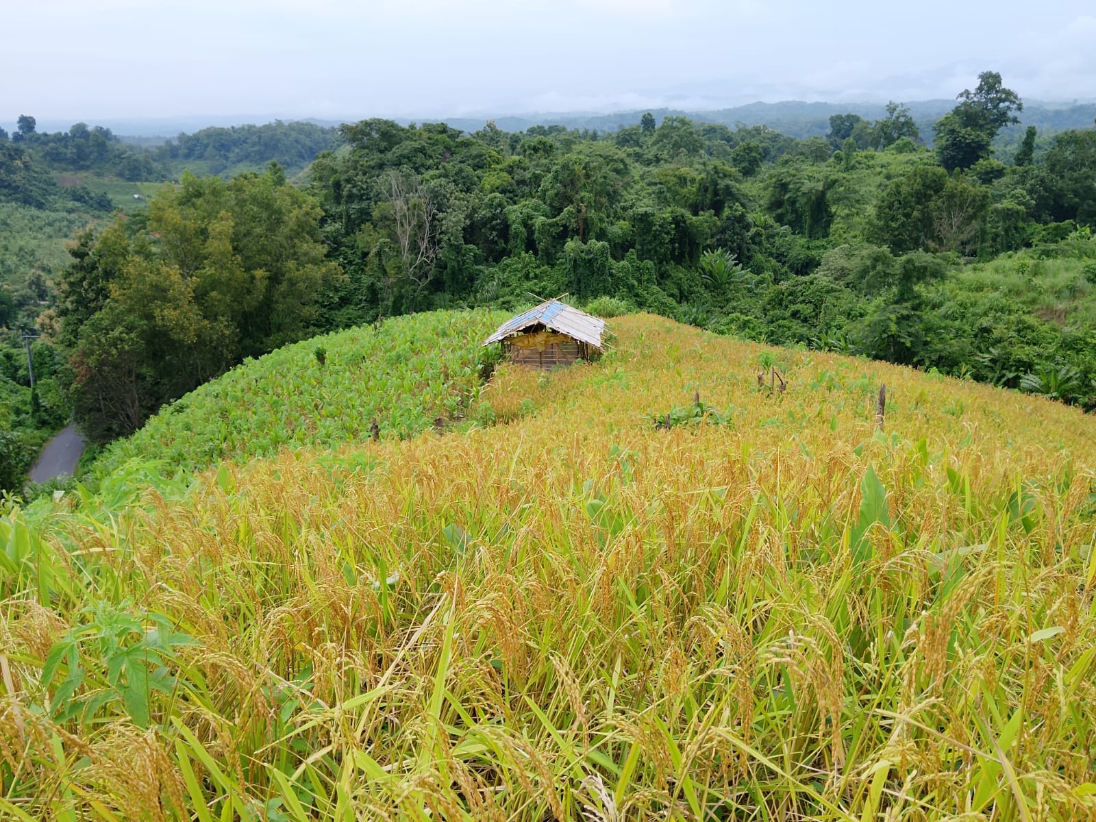 পাহাড়ের জুমে পাকা ধান কাটার ধুম