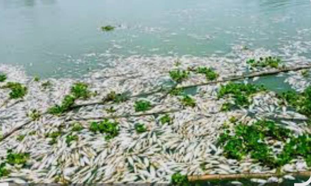 মাছের সঙ্গে এ কেমন শত্রুতা!