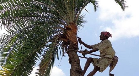 খেজুর রস খাওয়ায় সতর্কতা