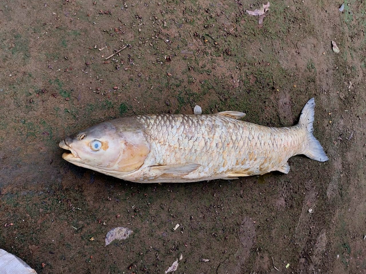হালদা নদী থেকে ১৩.৫ কেজি ওজনের মৃত মা-মাছ উদ্ধার