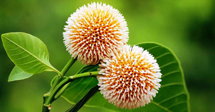 ফিরে এলো প্রকৃতির বড়পুত্র আষাঢ়